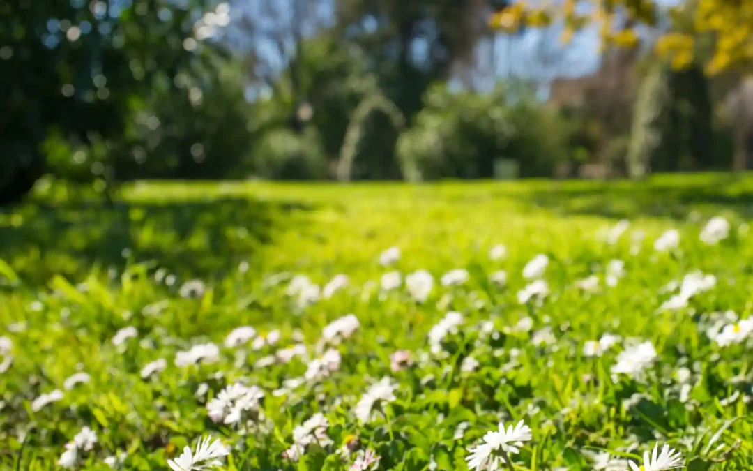 Les jardins secrets de Bruxelles : oasis de verdure insoupçonnées