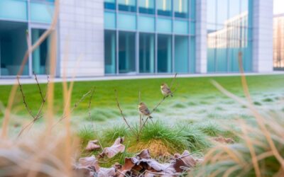 Deux pouillots rarissimes observés à la VUB