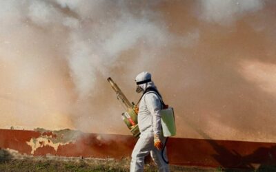 Top 5 entreprise de désinsectisation en Belgique : comment choisir ?